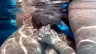 Devon Breeze Devonbreeze - underwater blow job 16-11-2019-6