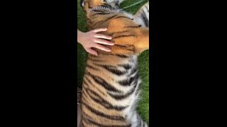 Shona River () Shonariver - want to take this kitty home 27-11-2020-9