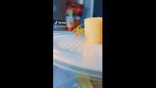 LAIKA - imnotlaika () Imnotlaika - butterbean was enjoying some fresh watermelon last night its so insane to see insects 09-05-2020-1