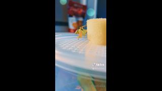 LAIKA - imnotlaika () Imnotlaika - butterbean was enjoying some fresh watermelon last night its so insane to see insects 09-05-2020-3
