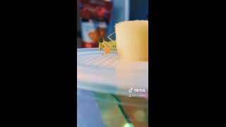 LAIKA - imnotlaika () Imnotlaika - butterbean was enjoying some fresh watermelon last night its so insane to see insects 09-05-2020-5