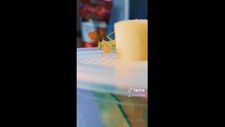 LAIKA - imnotlaika () Imnotlaika - butterbean was enjoying some fresh watermelon last night its so insane to see insects 09-05-2020-6