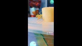 LAIKA - imnotlaika () Imnotlaika - butterbean was enjoying some fresh watermelon last night its so insane to see insects 09-05-2020-7