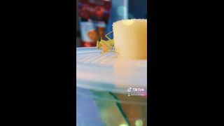 LAIKA - imnotlaika () Imnotlaika - butterbean was enjoying some fresh watermelon last night its so insane to see insects 09-05-2020-8