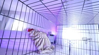 Femdom Queen Regina – Get back in cage and chastity slave tease-7