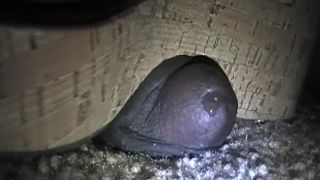 xxx video clip 42 fat girl fetish MS. FOXXY – NEW SANDAL CRUSH – EBONY COCK CRUSHING UNDER HEELS, femdom on fetish porn-4