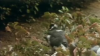 7226 Furies Porno 1975 Retro, Vintage, Classic-6