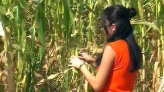 [Pornstar] KarinaHasabovaCollection Dreaming in corn about a horn-2