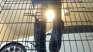 porn clip 49 Garage Cage - chastity - fetish porn leyla femdom-1