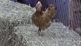 adult clip 26 lesbian fetish porn Disciplined Down on the Farm - Spanked and Shaved, mistress jacqueline on femdom porn