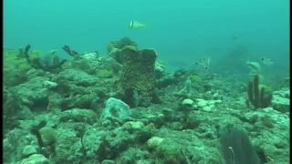 SexUnderwater e0018 Scuba Dears   Reef 2 (mp4)-4