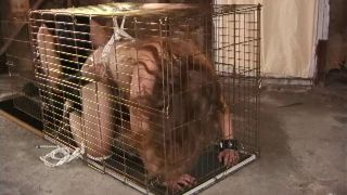 [GetFreeDays.com] Belladonna Violence - Bondage a Go 3 bdsm test.org-0