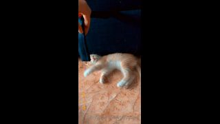 Mira - heyhorny () Heyhorny - cat therapy 22-09-2020-1