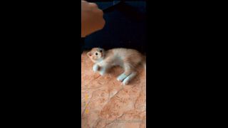 Mira - heyhorny () Heyhorny - cat therapy 22-09-2020-3