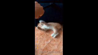Mira - heyhorny () Heyhorny - cat therapy 22-09-2020-4