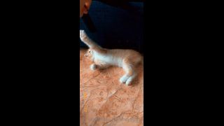 Mira - heyhorny () Heyhorny - cat therapy 22-09-2020-5