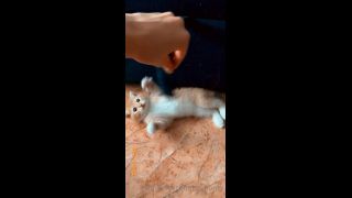 Mira - heyhorny () Heyhorny - cat therapy 22-09-2020-8