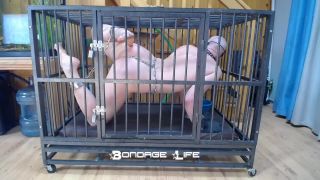 online xxx video 21 Bondage Life – Cage Time With Greyhound - bondagelife - fetish porn femdom korea-1