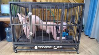 online xxx video 21 Bondage Life – Cage Time With Greyhound - bondagelife - fetish porn femdom korea-2
