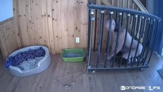 feminist femdom bdsm porn | BondageLife – Cage Time For Greyhound (Extended Edition) | bdsm-1