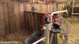 video 24 HuCow 38 – Sybian and goat milker, extreme gay bdsm porn on bdsm porn -1