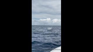 online adult video 16 Onlyfans - Chelseawaves - Omg Caught not only my first sailfish but also Incredible crew here in Costa Rica I - 31-05-2021 on hardcore porn hardcore porn download-7