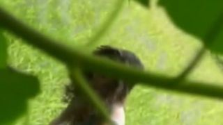 Voyeur hidden in the bushes catches teen couple fucking-6