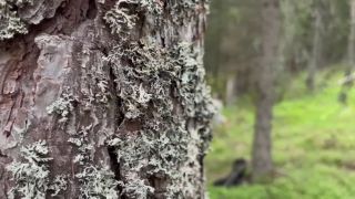 Fantasin Uppfylld I Skogen. Se Mer På Min OF.-1