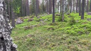 Fantasin Uppfylld I Skogen. Se Mer På Min OF.-2