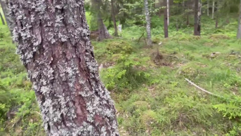 Fantasin Uppfylld I Skogen. Se Mer På Min OF.