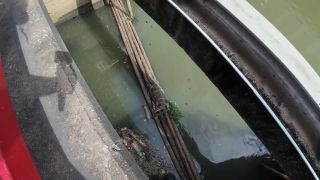 60Fps I found a Monitor Lizard in Bangkok Thailand-0