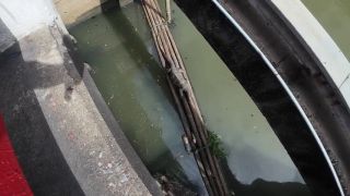 60Fps I found a Monitor Lizard in Bangkok Thailand-2