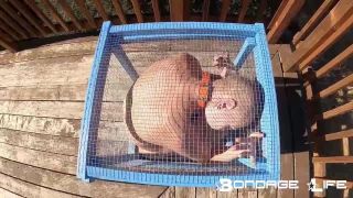 free adult video 33 lesbian mistress bdsm fetish porn | Bondage Life – Tiny Cage Rachel Greyhound | fetish-5