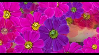 Hi_Butter_Fly-5